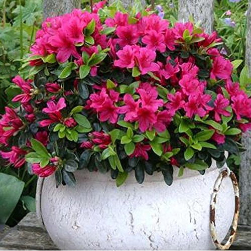 2 X ROSA AZALEE JAPANISCHER IMMERGRÜNER STRAUCH WINTERHARTE GARTENPFLANZE IM 9CM TOPF