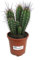 CACTUS NATURAL NEOCARDENASIA HERZOGIANA M17 45CM