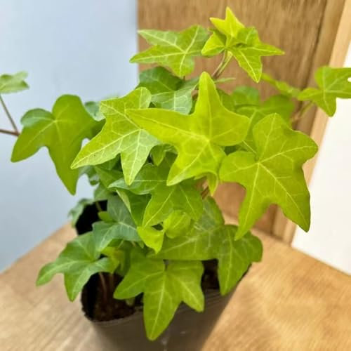 Pothos - semi piante in vaso piante perenni resistenti e perenni per giardino di erbe aromatiche da balcone - Serie Rare - da interno pothos pianta appartamento semi di erbe 400pcs