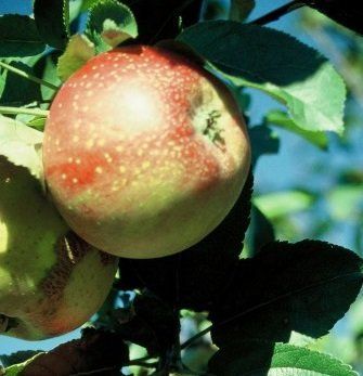 Kaiser Wilhelm, Winterapfel, Buschbaum (kleinbleibend), 120-140cm, im Topf