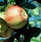 Kaiser Wilhelm, Winterapfel, Buschbaum (kleinbleibend), 120-140cm, im Topf