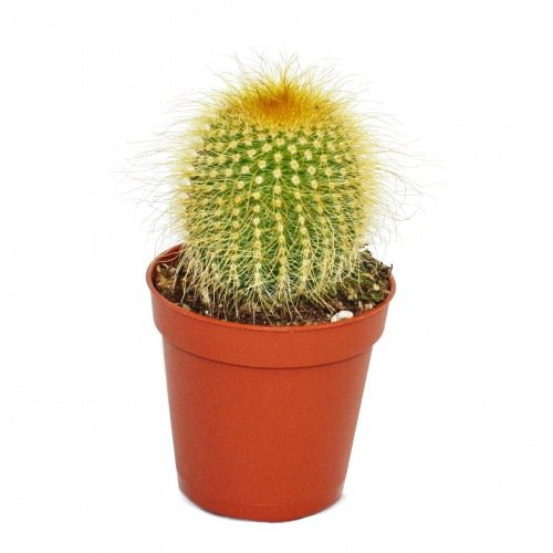 Exotenherz - Eriocactus leninghausii - Petite plante en pot de 5,5 cm.