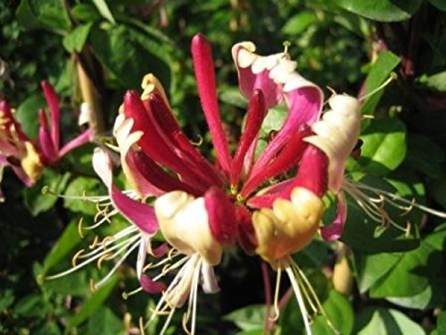 Geißblatt - Lonicera heckrottii - Feuer-Geißschlinge - Kletter-/Schlingpflanze, reich blühend, robust, 40-60 cm