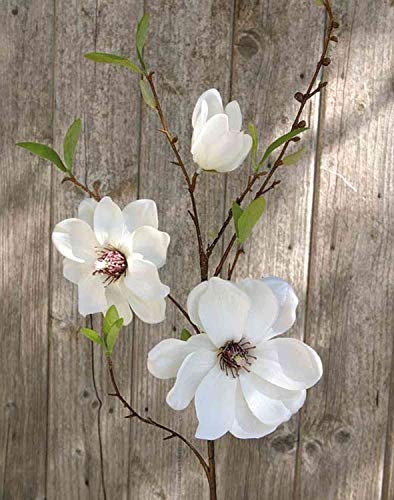artplants.de Magnolienzweig künstlich FINAH, Creme-weiß, 80cm - Deko Magnolie/Magnolie Kunstblume