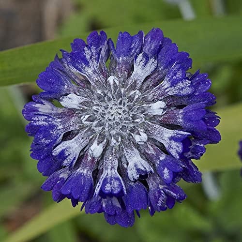 Primula capitata 'Noverna Deep Blue' Asiatic Primrose Blue Blooms First Year Flowering Hardy Perennial Easy to Grow Your Own Outdoor Garden Flower Plants (Approx. 25 Seeds) by Thompson and Morgan