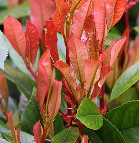 Glanzmispel Red Robin 100-125cm - Photinia fraseri - lebende Gartenpflanze aus den Baumschulen