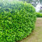 3 Cherry Laurel Evergreen Hedging Plant Fast Growing Shrub 40-60cm Potted by Sunnyside Nurseries