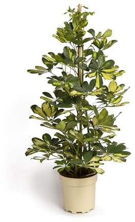 Cool Green - Plantas - Chefflera Capella Mediana - Decoracion