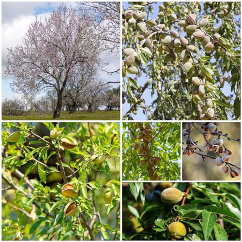 30 pcs mandelbaum winterhart samen - exotische pflanzen samen, bonsai topf maulbeeren baum exotische pflanzen winterhart, garten-geschenke outdoor pflanzen, winterharte balkonpflanzen