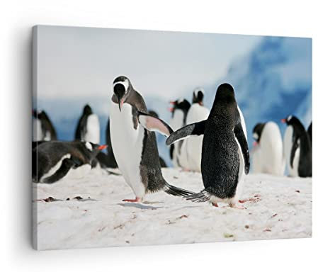 Bilder auf Leinwand Pinguine Winter Natur Schnee Leinwandbild 70x50cm Wandbilder Dekoration Wohnzimmer Schlafzimmer Küche Deko Klein Wanddeko Bild Wand Kunstdruck Art Wall Decor Canvas AA70x50-2974