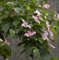 Japanischer Blumenhartriegel Satomi 40-60cm - Cornus kousa