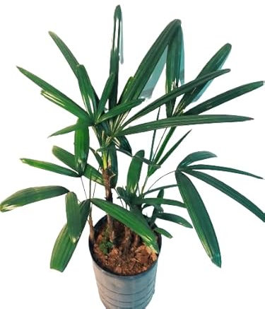 Palmera Bambú Planta Resistente para Interiores - Rhapis Excelsa