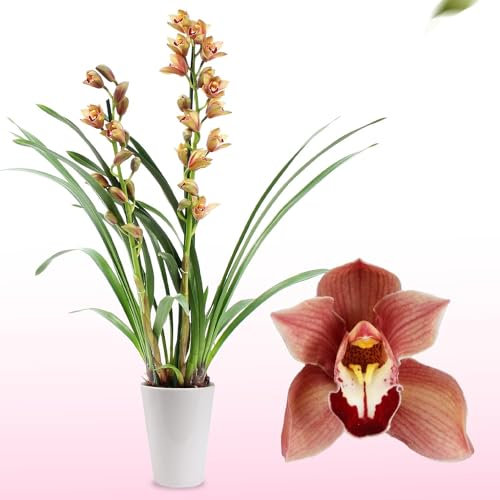 Piante Vere da Interno - Orchidee Cymbidium marroni - 1 Pezzo - Fiorite Leggermente Profumate - Piante e Fiori Esclusivi dall'Olanda - 60-70 cm (Non artificiali, senza fertilizzanti e vaso, non semi)