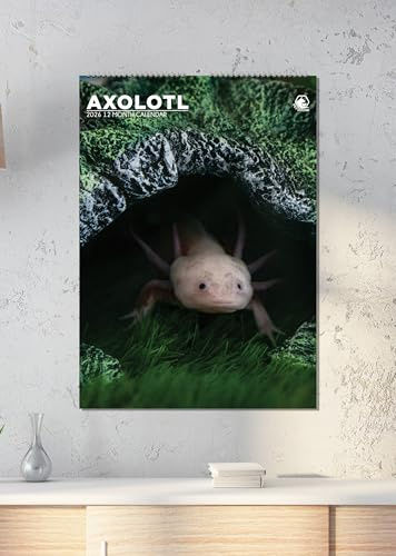Axolotl Kalender 2026, A3, Wirobound, vollfarbig