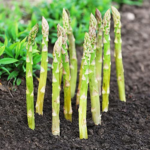 semi di asparagi selvatici,Asparagus officinalis, Ortaggi Asparagi Verdi, Asparago, Perenne Può Durare, Facili Da Coltivare, Per Giardino Domestico, Asparagi Semi, Piante Vere Da Esterno 100 Pezzi