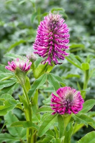 Trifolium rubens 9x9 cm Topf – Winterhart, Mehrjährig, Pflegeleicht – Purpur-Klee – Staude für Beet & Naturgarten
