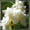 Bulbo De Nardo Planta De Nardos Bulbos De Nardos Olorosos Nardos Bulbos Decoracion De Jardin Regalo Sorpresa -15Bulbos-e