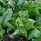 PflüCksalat Samen Asia Salat Baquieu PflüCksalat Pflanzen Saatgut Wintersalat Salat Baquieu Wintersalat Salatsamen Wintersalat Samen WintergemüSe Samen GemüSe Gartenpflanzen -150 StüCk