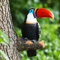 NORHOR Tucano di realistico,Statue da giardino, ornamenti da giardino in resina, falso uccellini, per giardino, animali, da appendere, decorazione pastorale, decorazione per esterni.