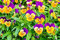 Viola del pensieroOrange Purple cornuto; viola cornuto - semi:Seeds