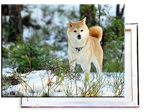 Unified Distribution Hund im Schnee Akita - 80x60 cm - Bilder & Kunstdrucke fertig auf Leinwand aufgespannt und in erstklassiger Druckqualität