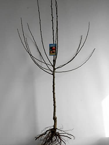 Birne 'Bunte Julibirne' ca. 150cm; wurzelnackt; Stammhöhe 60cm