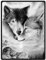 YISUMEI - 150 x 200 cm Decke - Schwarzweiss Wolf Fleecedecke,Kaschmir-Gefühl Kuscheldecke Geeignet für Bett oder Sofa