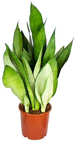Bloomique - Sansevieria Moonshine - Schwiegermutterzunge - Bogenhanf - Zimmerpflanzen - Luftreinigend - Sehr pflegeleicht - 50-70 cm Hoch - Topf 17 cm