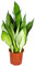 Bloomique - Sansevieria Moonshine - Schwiegermutterzunge - Bogenhanf - Zimmerpflanzen - Luftreinigend - Sehr pflegeleicht - 50-70 cm Hoch - Topf 17 cm