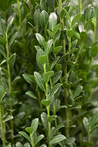 Ilex crenata 'Caroline Upright' 40-60 cm - Japanische Stechpalme, immergrün, ideal für Hecken und Kübel, schnittverträglich, winterhart