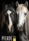 Edition Seidel Premium Kalender Pferde 2025 Format DIN A3 Wandkalender Pferdekalender Fohlen Stute Hengst Pony Tiere