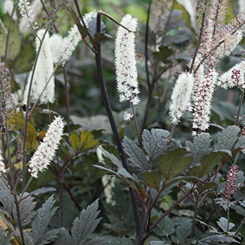 Blumixx Stauden Cimicifuga ramosa 'Brunette' – Silberkerze weiß blühend, Herbstblüher, September-Silberkerze, winterhart, mehrjährig, im 1L Topf