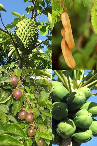 Lot de graines de 4 arbres tropicaux (Papaye, Maracuja, Corossol, Tamarindier)