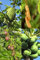 Lot de graines de 4 arbres tropicaux (Papaye, Maracuja, Corossol, Tamarindier)