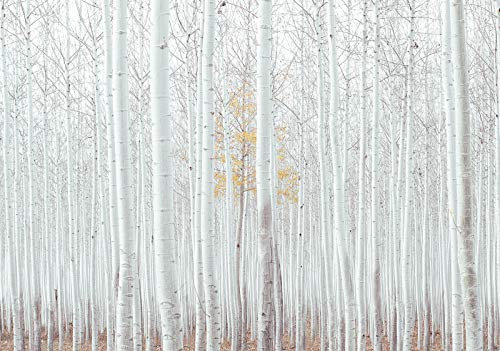 Forwall - Vlies Fototapete Wald Birkenwald Birke weiß Bäume Landschaft 368x254 cm - Fototapeten - Tapeten - für Wohnzimmer Schlafzimmer - Vliestapete Wandtapete Tapete 3D Effekt- inkl. Kleister