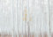 Forwall - Vlies Fototapete Wald Birkenwald Birke weiß Bäume Landschaft 368x254 cm - Fototapeten - Tapeten - für Wohnzimmer Schlafzimmer - Vliestapete Wandtapete Tapete 3D Effekt- inkl. Kleister
