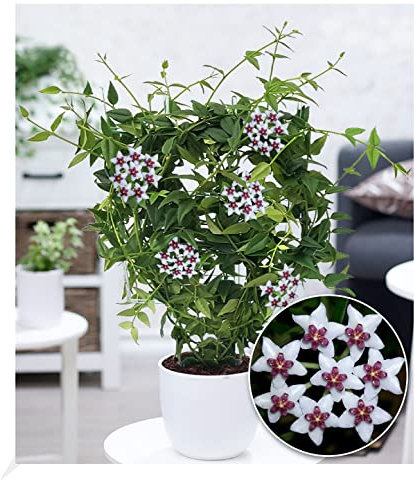 BALDUR Garten Wachsblume Hoya Bella, 1 Pflanze, Porzellanblume, Rankpflanze, blühende Zimmerpflanze, mehrjährig - frostfrei halten, blühend, sternförmigen Blüten