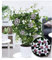 BALDUR Garten Wachsblume Hoya Bella, 1 Pflanze, Porzellanblume, Rankpflanze, blühende Zimmerpflanze, mehrjährig - frostfrei halten, blühend, sternförmigen Blüten