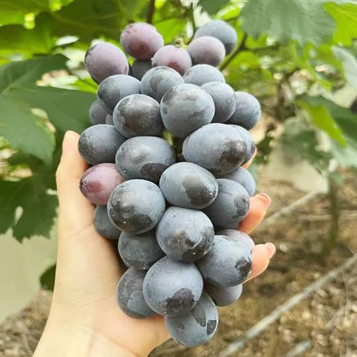 400 pcs weinreben pflanzen samen - bäume dekopflanzen hochbeet für balkon,trauben kernlos,weintrauben pflanzen,Vitis vinifera, gewächshaus balkon ingarden gartenpflanzen obstbäume