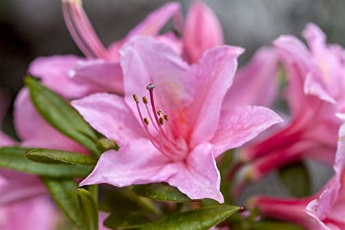 Rhododendron viscosum 'Jolie Madame' - Duftender Sumpf-Azalee, 50-60cm, C5, Blühfreudig & Winterhart