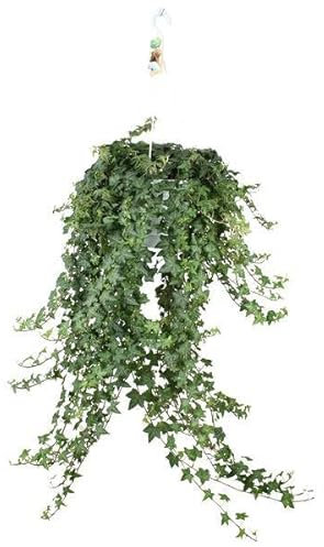 Hedera Helix Pitsburg - Hängepflanze - Zimmerpflanze - Ø24cm