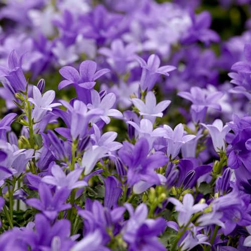 Bio Campanula portenschlagiana blau, Topf 11x11 cm, 3 Pflanzen