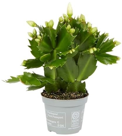 Cactus de Pascua Natural Schlumbergera Planta Navideña Ideal para Decorar el Hogar
