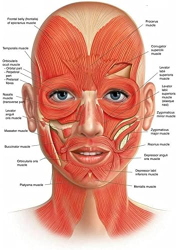 AIVYNA Gesicht Anatomie Muskeln Detailliertes Diagramm Medizinisches Poster Leinwand GemäLde Wandkunst Bild Druck Arzt BüRodekoration Rahmenlos