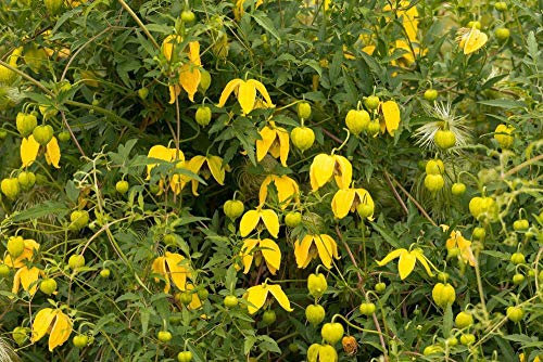 Seeds Clematis Serratifolia 10 Seeds, Korean Clematis, Yellow Clematis