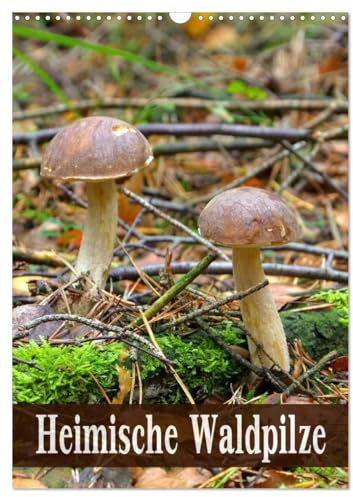 Heimische Waldpilze (Wandkalender 2026 DIN A3 hoch), CALVENDO Monatskalender: Bekannte und beliebte Pilze der heimischen Wälder (CALVENDO Natur)