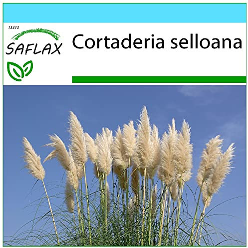 SAFLAX - Geschenk Set - Gräser-Bambus-Amerikanisches Pampasgras - 200 Samen - Mit Geschenk- / Versandbox, Versandaufkleber, Geschenkkarte und Anzuchtsubstrat - Cortaderia selloana