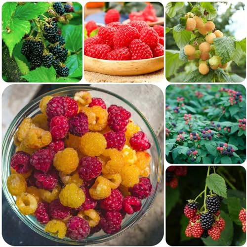 100 pcs himbeeren pflanzen winterhart samen - pflanztopf gartenarbeit,Rubus Idaeus,himbeersamen Himbeere ausgefallene geschenke obstbäume obstsamen säulenobst obst frisch topfpflanzen