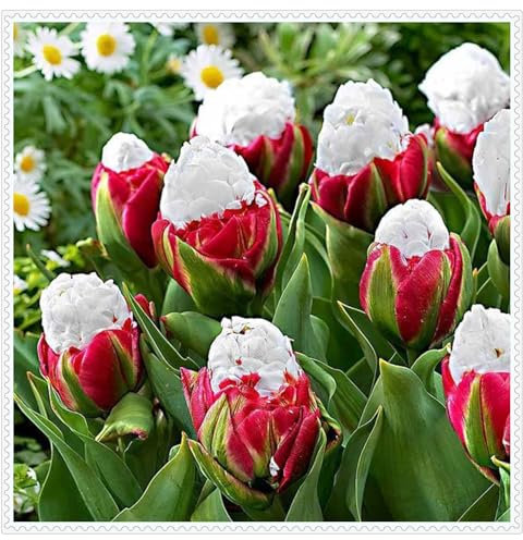Tulpenzwiebeln,Blumenzwiebeln,Tulpen,Gartenpflanzen,Winterhart,Winterhart MehrjäHrig,Garten Blumen,Hydrokultur,Tulpenzwiebeln MehrjäHrig-5zwiebeln-E
