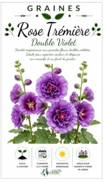 20 graines de Rose Tremiere Violet - Alcea rosea double fleur